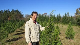 Christmas Trees