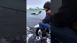 Escape King Penguin #penguin #funny #shortvideo