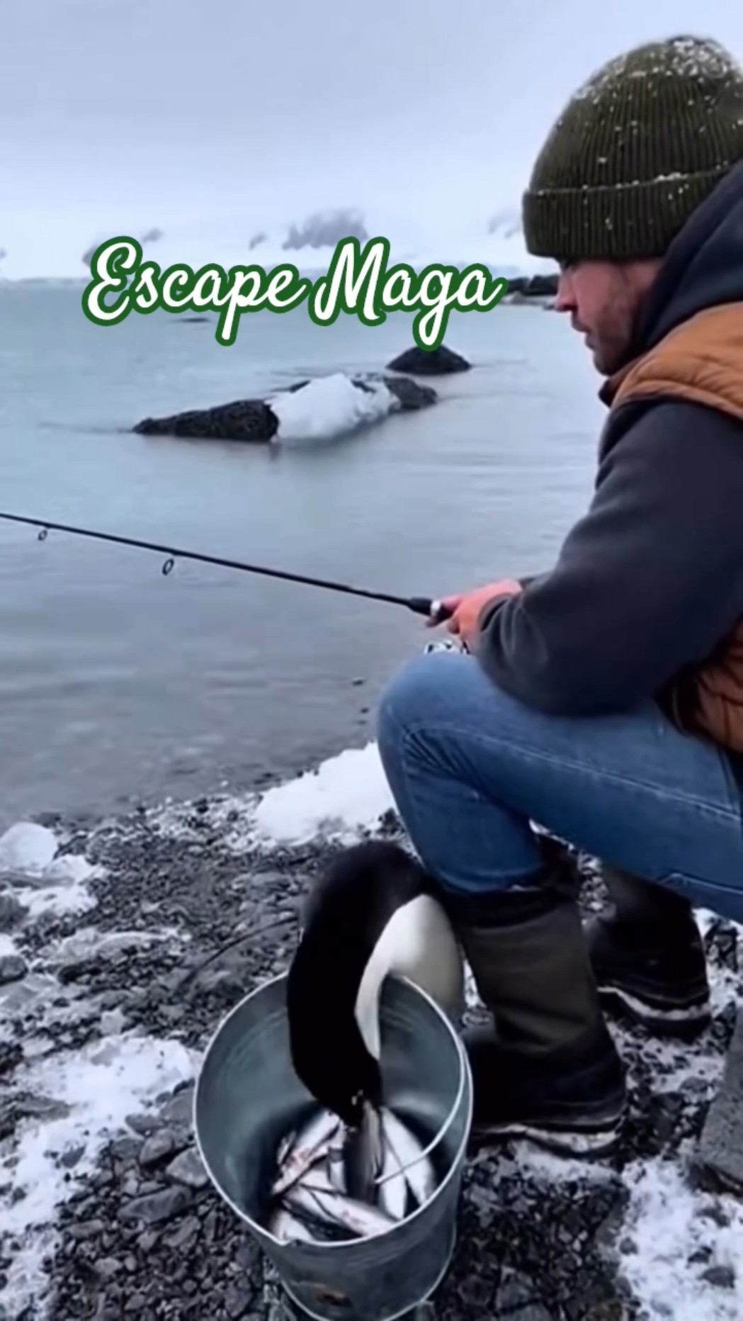 PenguinFunnyFunnyPenguinsCutePenguinsAnimalHumor FunnyAnimals PenguinLife PenguinVi - ShareChat