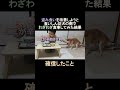 盗み食いを改善しようと食いしん坊犬の側で食事してみた結果　The result of trying to train a dog that steals food