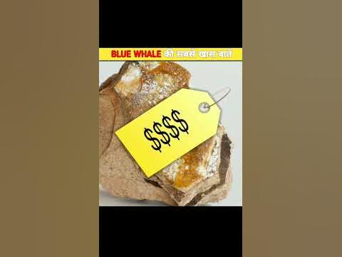 Blue whale Amazing facts #shorts #amazingfacts - YouTube