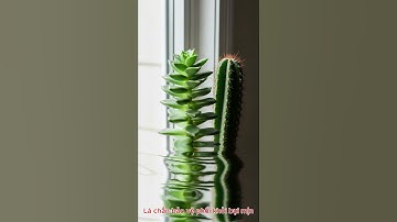 Sống khỏe cùng cây xanh Lá chắn bảo vệ phổi khỏi bụi mịn #baovephoi #trongcaytrongnha