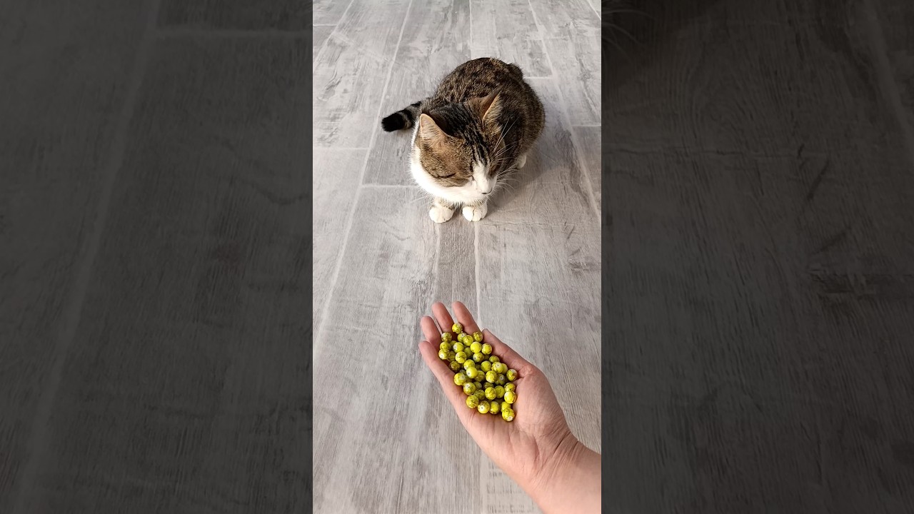 Relaxing Reverse Cat 🟢🟡 #shorts