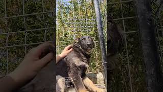 Kulle, Kimmi und Kischa