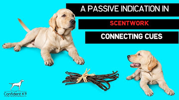 Barney - scentwork building a 