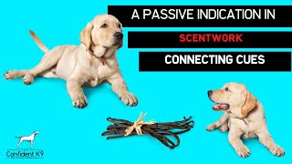 Barney - scentwork building a 'down' as a passive indication
