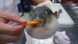 Ryba Puffer je marchew!
