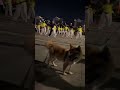 ノリノリなイッヌw