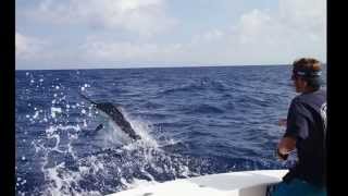 Giant Black Marlin Cairns 2014