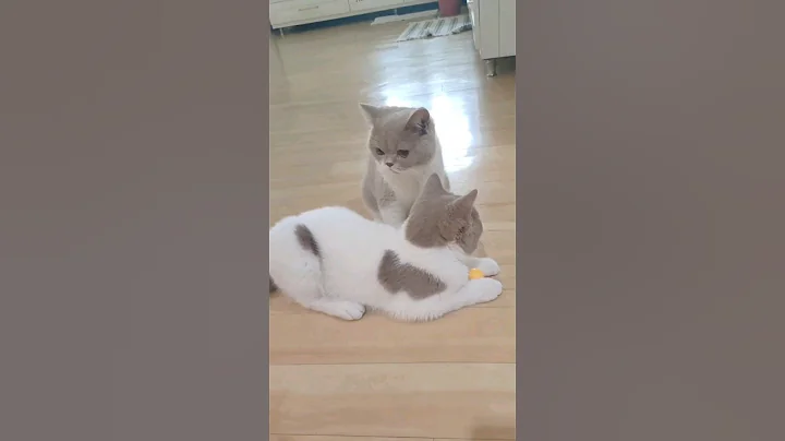 Video 3024501: breed british shorthair, breed show