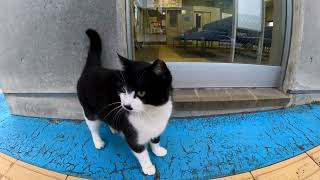 【今週のボツ動画】短い野良猫動画まとめて公開-unreleased video of this week-2022/1/4w
