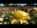 Rose Garden Jose Inn San