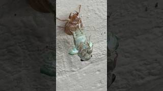 Never seen a cicada hatching  before. #cicadaseason #cicada #floridalife