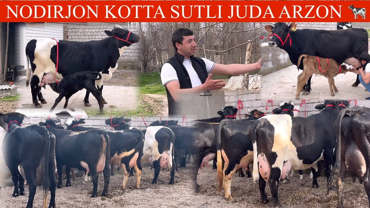 NODIRBEKDAN YANGI PARTIYA ✊ONA BOLA SIGIRLAR SHOSHILING