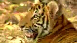 Monkey Taunts Tigers