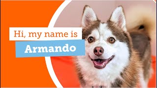 Check Out Fun-Loving #adoptabledog Armando! by ASPCA 328 views 7 months ago 1 minute, 33 seconds