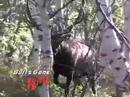 MossBack Giant Utah Elk - Bulls Gone Wild 2 Trailer