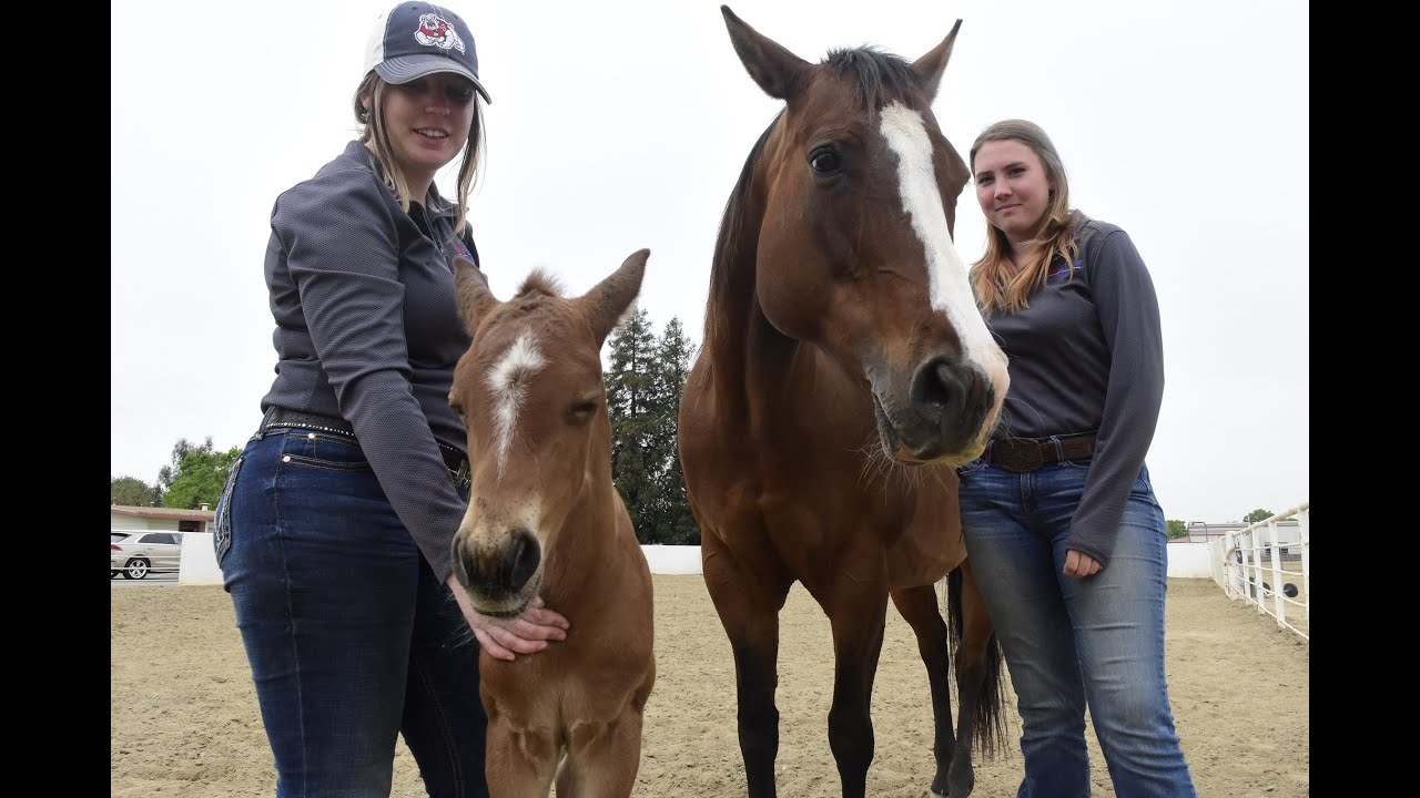 Fresno State Jordan College Facility/Campus Farm Spotlight: Equine Unit