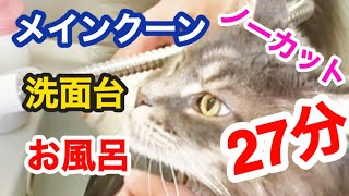 【メインクーン】猫さんを洗面台でシャンプーします。　注:ノーカットなのでかなり長いです！