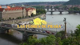 Shinovi Sambrailo - LAS FLORES DE PRAGA🌼 (beat: Bop Phrases)