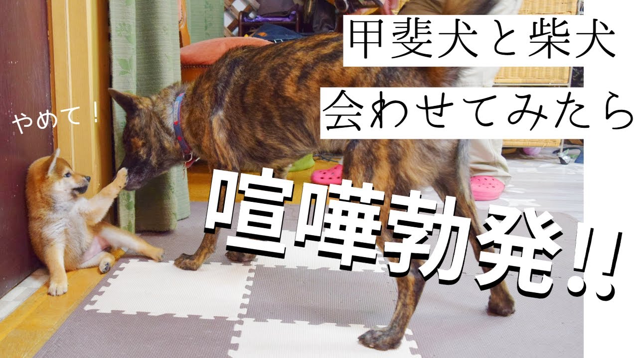 先住犬と柴犬の子犬 初めての交流で一触即発 危険すぎて近寄れない 果たして仲良くなれるのか 甲斐犬 柴犬 音量注意 Youtube