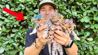 The WILD-KITTENS FINALLY OPENED Their EYES ! by Jacob Feder 231,084 views 2 months ago 20 minutes