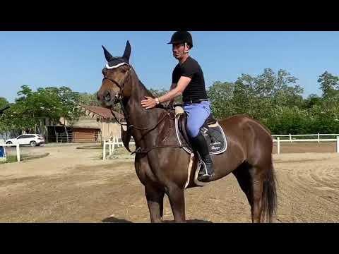 Video: Morab Horse