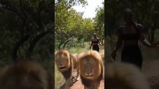 Would You Walk With Lions? #Lionwalk #Southafrica #Lions