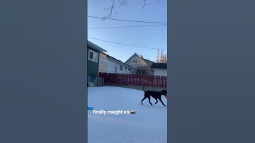 First time to catch Frisbee mid-air. 😳