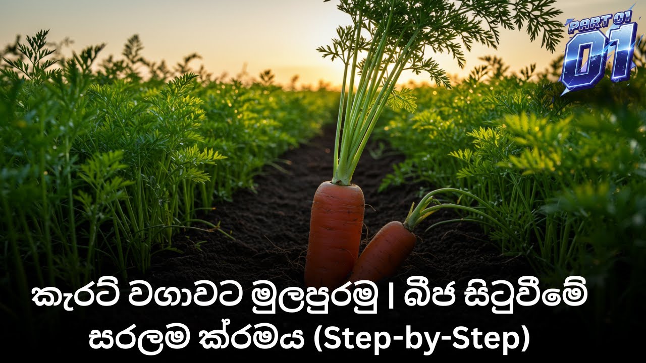 කැරට් වගාවට මුලපුරමු | බීජ සිටුවීමේ සරලම ක්‍රමය (Step-by-Step)