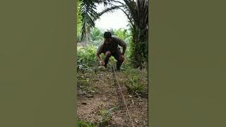Proses Pemasangan Racik Gantung Burung wak wak #shorts