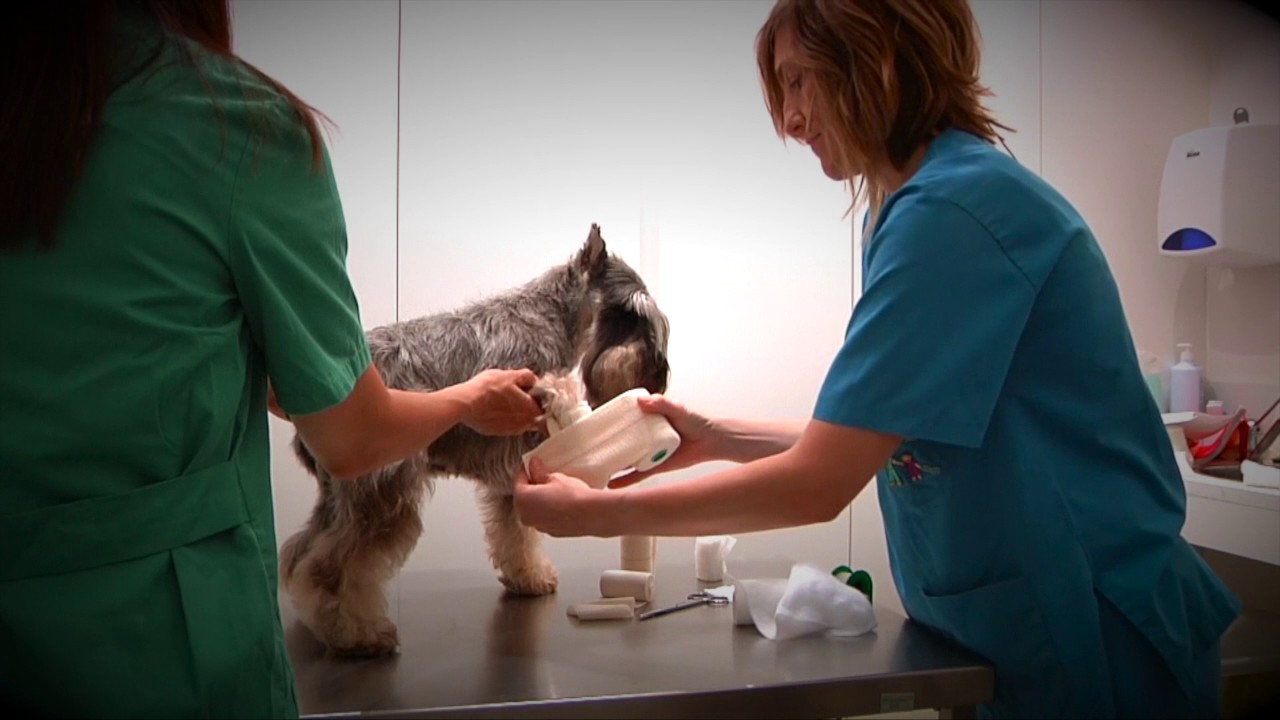 Capítulo 6. Vendaje de extremidades (proximal y distal)