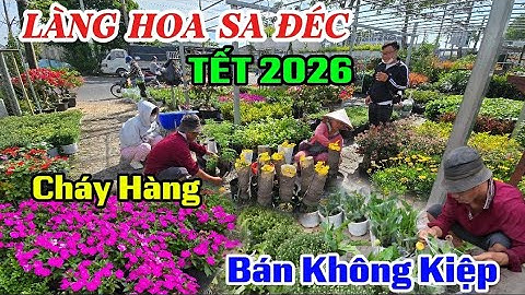 LÀNG HOA SA ĐÉC TẾT 2026 BÙNG NỔ XUẤT HIỆN NHIỀU LOẠI HOA ĐẸP CÚC MÂM SÔI CHU ĐINH LAN 