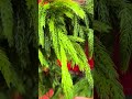 Raz 28" Real Touch Real Feel Mixed Greenery Christmas Wreath W4641746