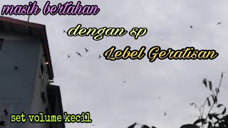 Masih Bertahan Dngan Suara Lebel Geratisan Sp black jet dan inap top9