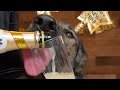 Champagne For Dogs Recipe