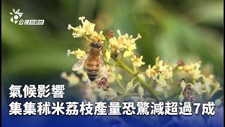 氣候影響農作物產量