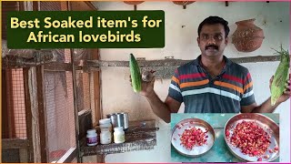 Best Soaked items for african lovebirds 365 days menu explained | ஊறவைத்த பொருட்கள் | IN Tamil