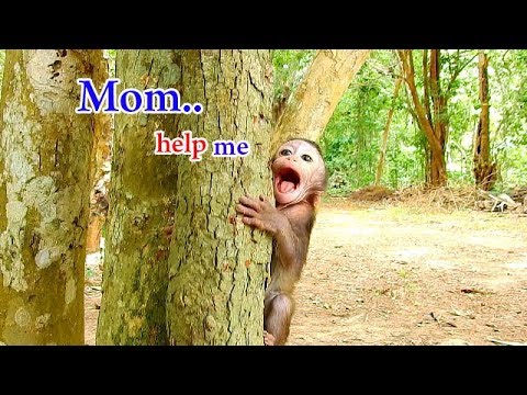 facebook games 2019 Because of want mom take care | Lizza cries loud seem has big trouble