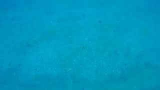 Blue Razor Wrasse (Peacock razorfish)