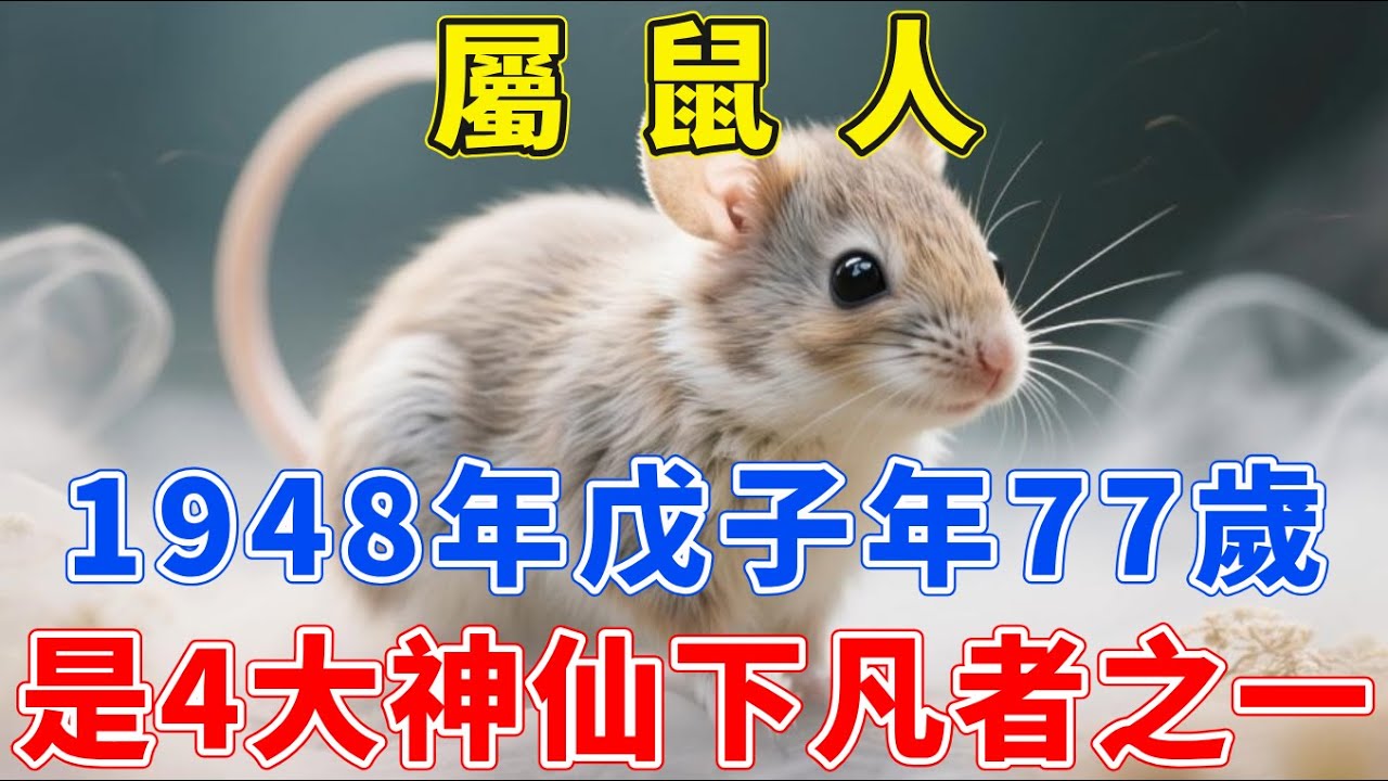 1948年 屬鼠人 今年77歲 戊子年生，他們是4大神仙下凡者之一，屬鼠女人天生麗質，屬鼠男人永遠年輕不老！快來看看你是不是神仙下凡【生肖梵音】#生肖 #財運 #運勢 #屬相 #風水 #命理