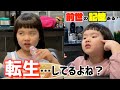 転生系保育園児、現る。【ブラッシュアップライフ保育園編】