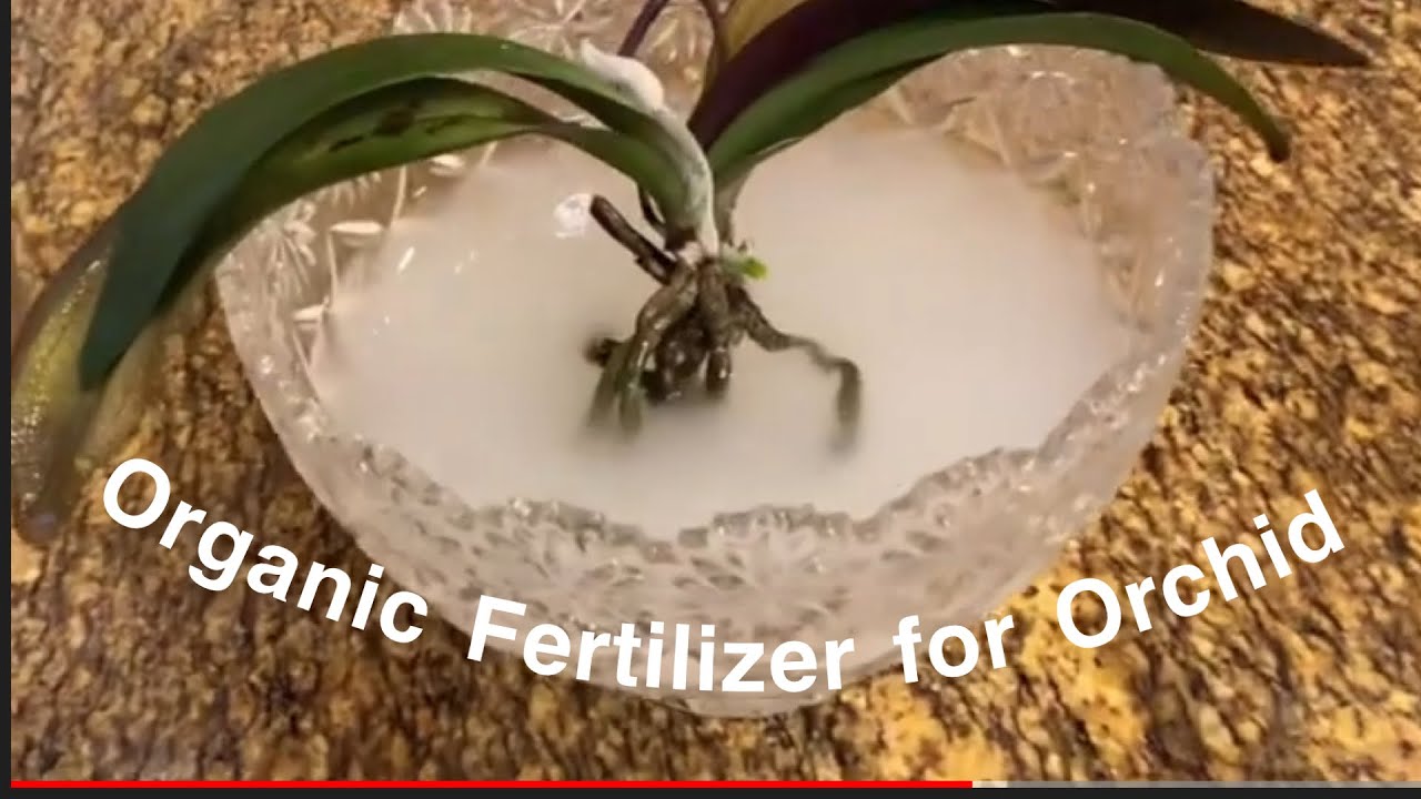 Revive Your Orchids: The Secret Formula Using Rice Water and Ginger