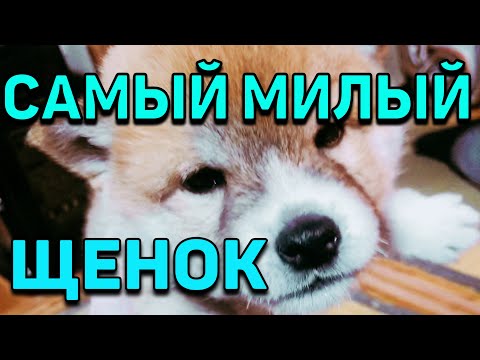 Видео: Японская собака, СИБА ИНУ, наш щеночек, щенок