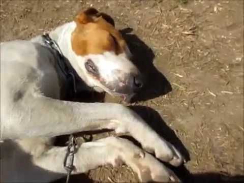 Как чем кормить охотничью гончую собаку и пробежка с собакой