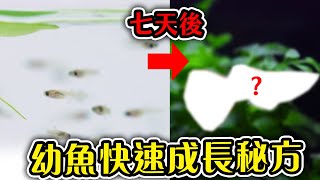 顛覆觀念被嫌棄的綠水竟是魚場、蝦場最愛的聖品