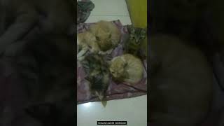 Chikul Family | Kucing Rumahan | Childs G6 230202