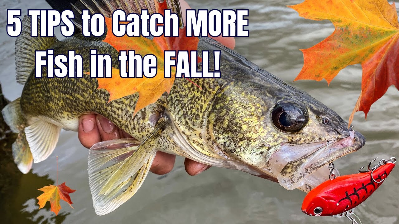 5 Things About Fall Fishing I Wish I Had Learned SOONER! - YouTube