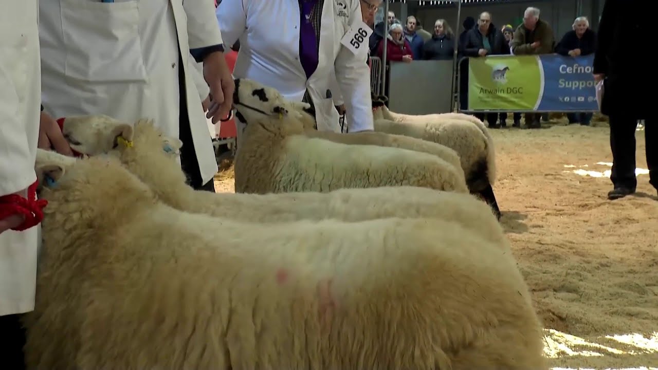 Pencampwriaeth Bridiau Mynydd Cymreig | Welsh Mountain Championship