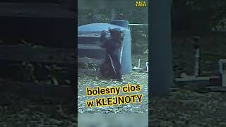 Niedźwiedź Obrywa w Klejnoty